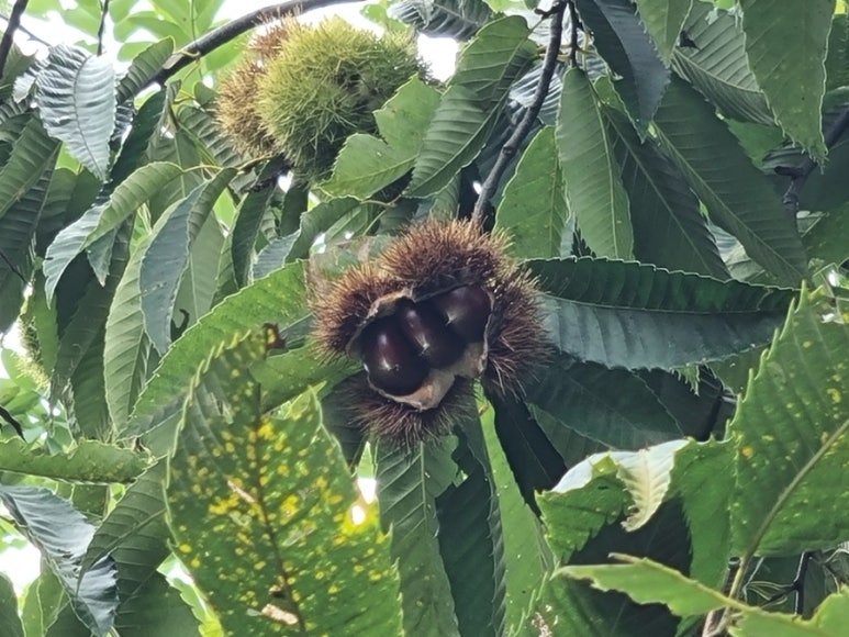 강화농원 이미지