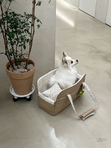 본럭시 이미지