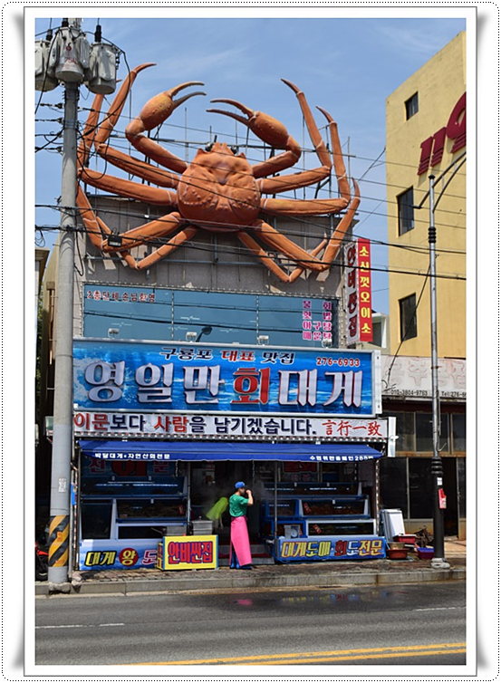 영일만회대게 이미지