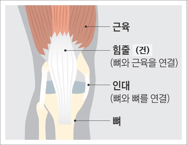 에스피티 이미지