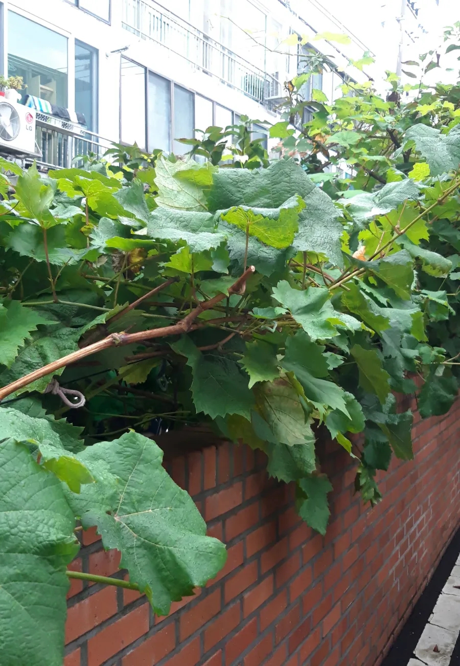 카페인중독 이미지
