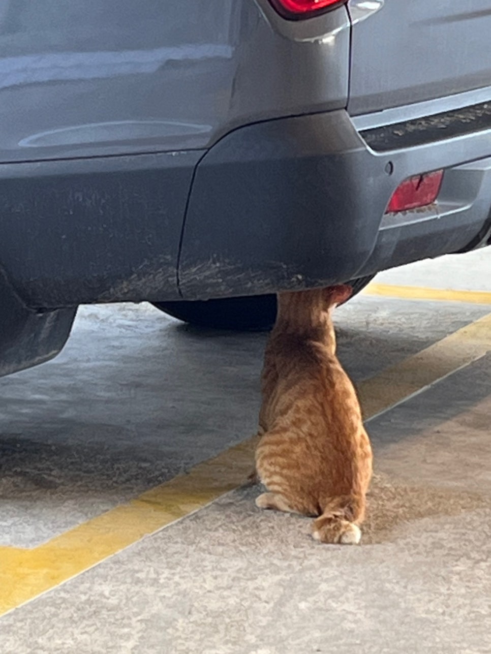 라이크분식 이미지