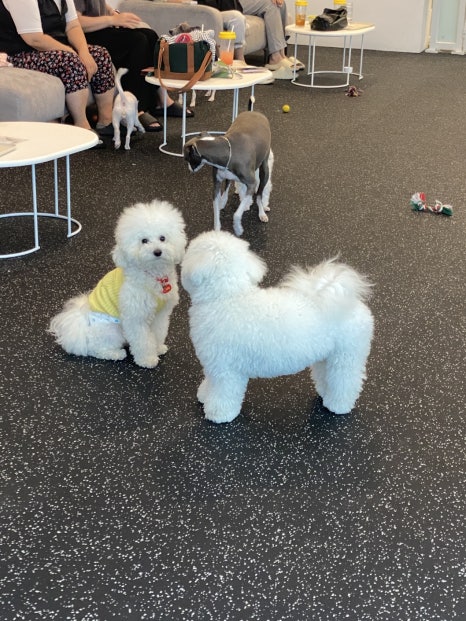 카페브이 이미지