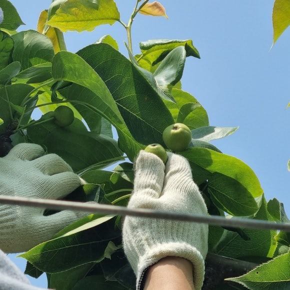 화산농원 이미지