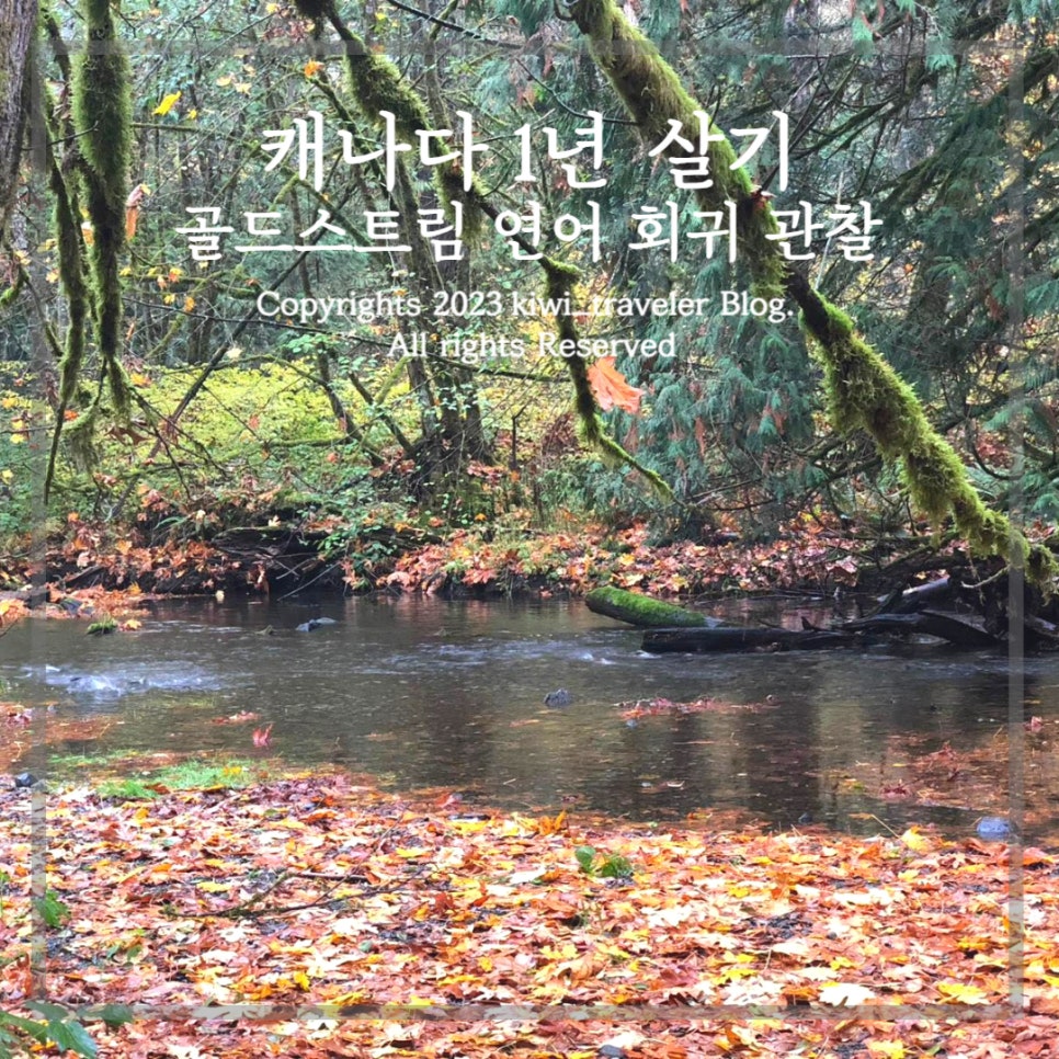 골드스트림 이미지