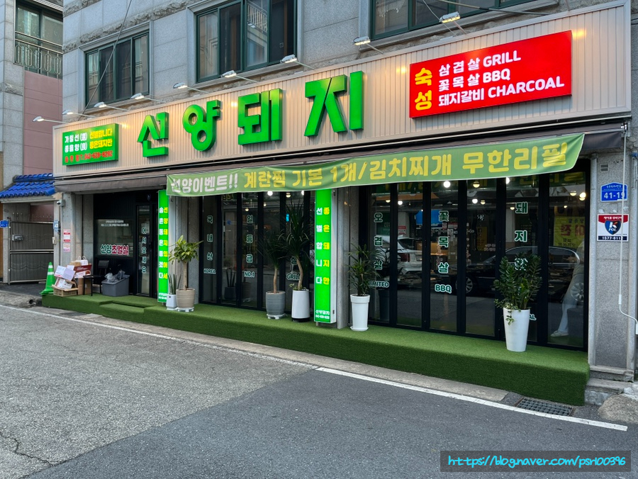 선양돼지 이미지