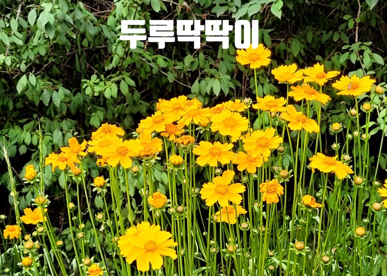담은하다 이미지