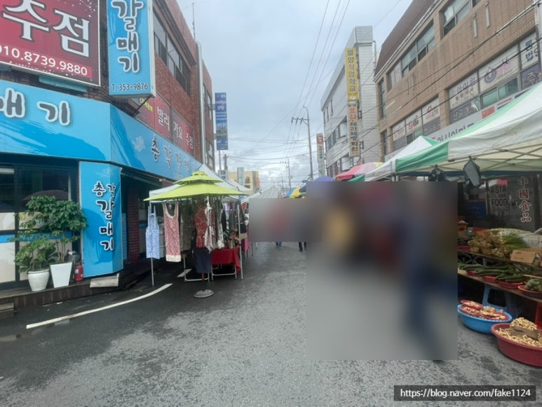 총각갈매기 이미지