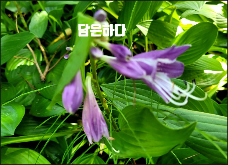 담은하다 이미지