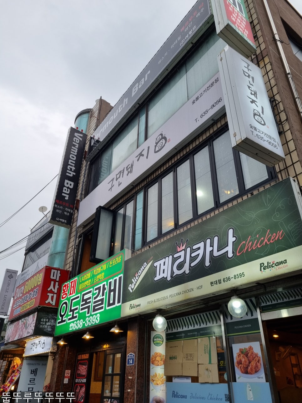 구면돼지 이미지