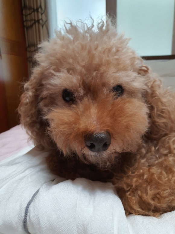 덴데얼커피 이미지