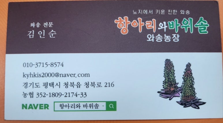항아리와바위솔 이미지