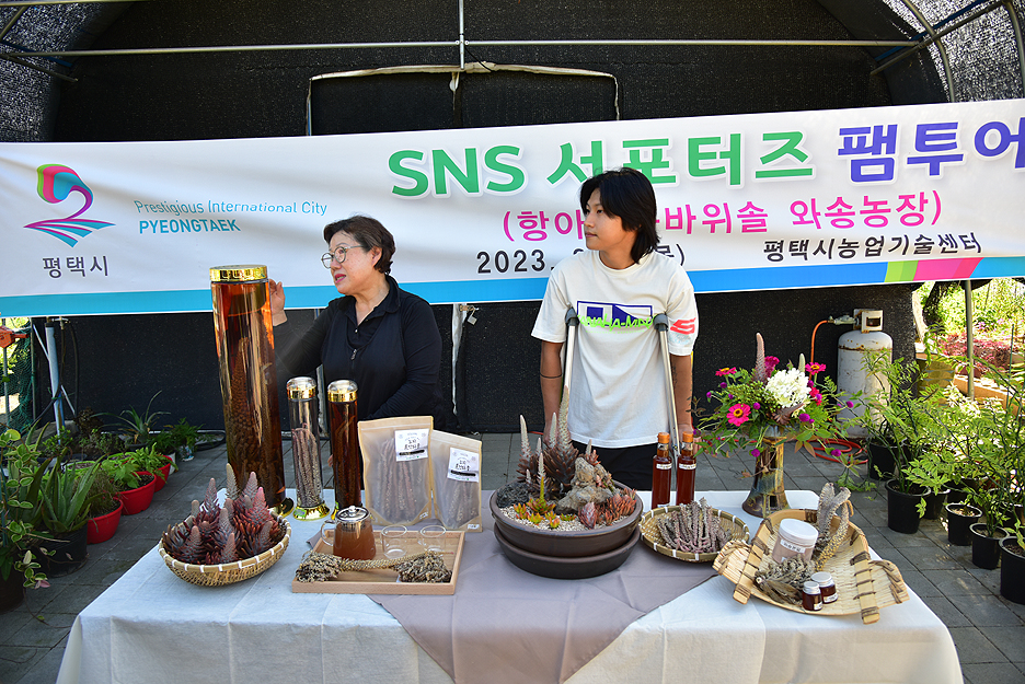 항아리와바위솔 이미지
