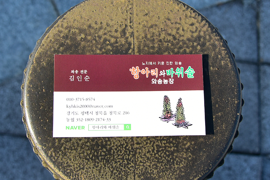 항아리와바위솔 이미지