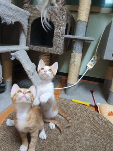 레레 이미지