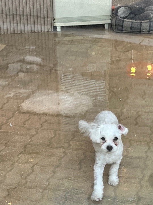 피네(P-ne) 이미지