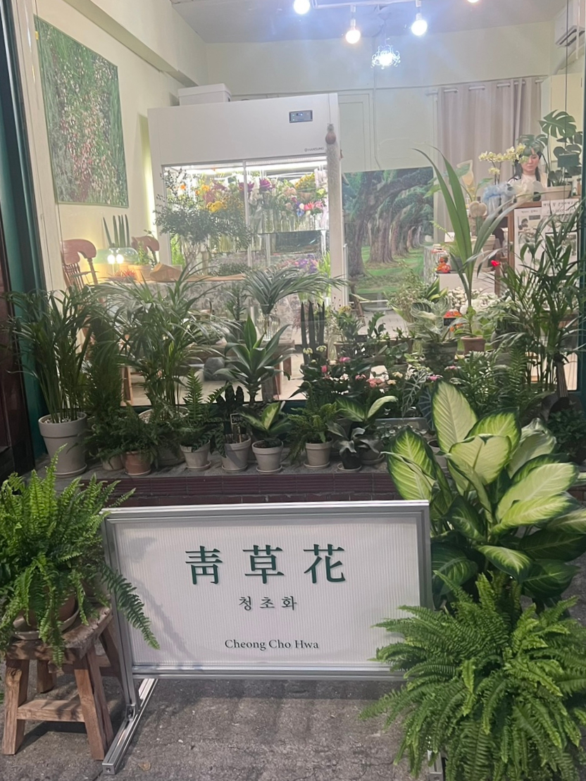 청초화 이미지