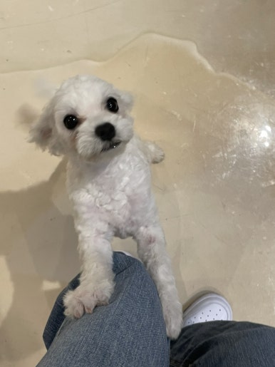 피네(P-ne) 이미지