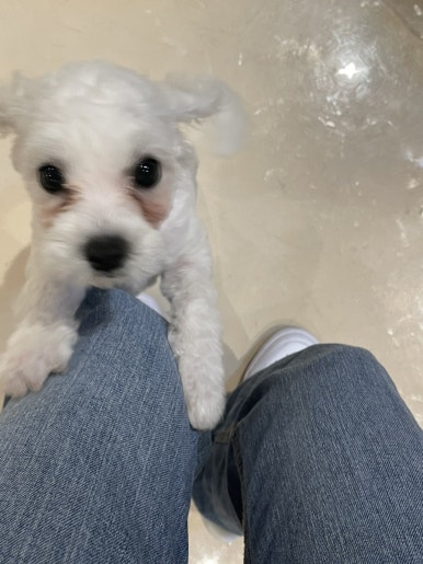 피네(P-ne) 이미지