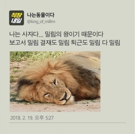 다밀림 이미지
