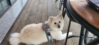 카파커피김량장역 이미지
