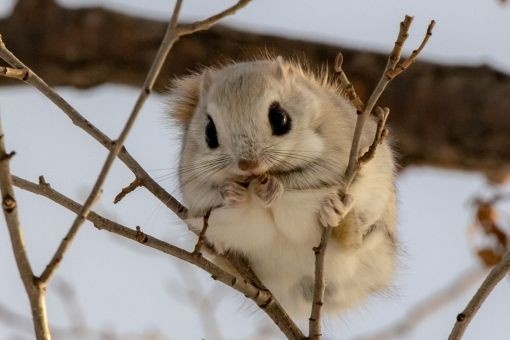 모몽가 이미지