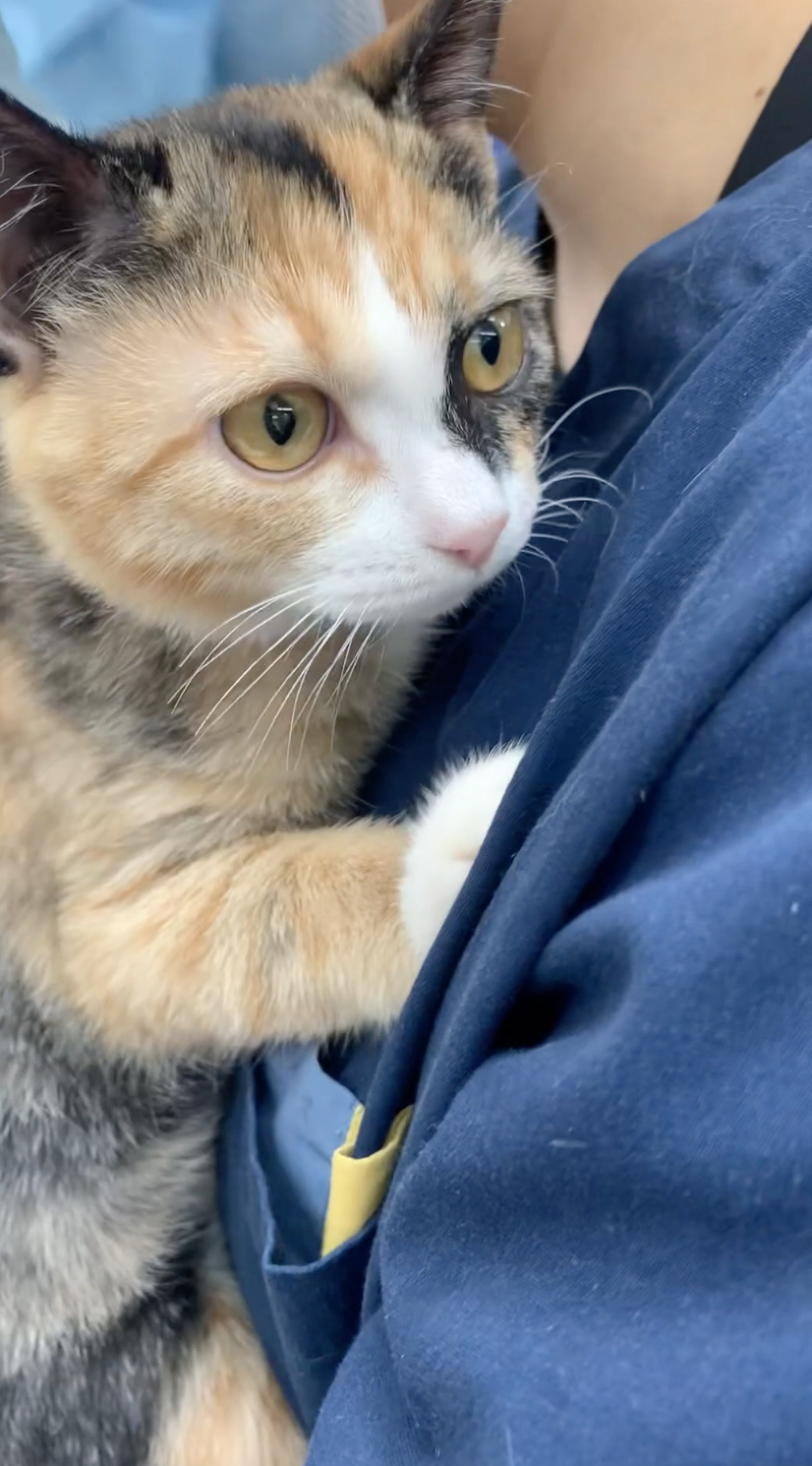 스키타는고양이 이미지