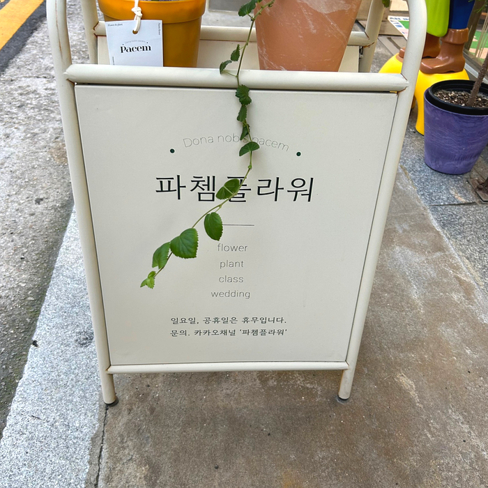 파쳄플라워 이미지