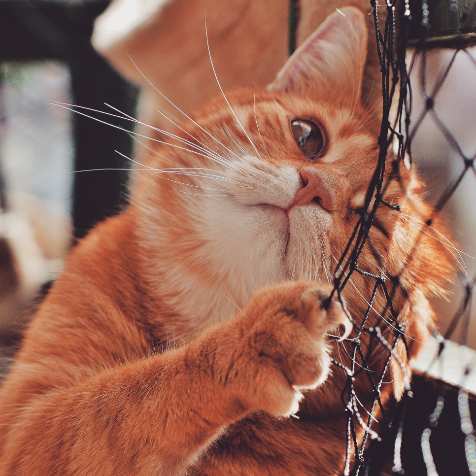스키타는고양이 이미지