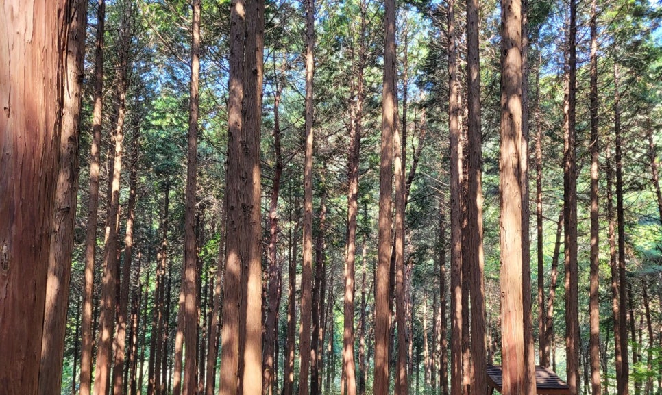 매지유아숲체험원 이미지