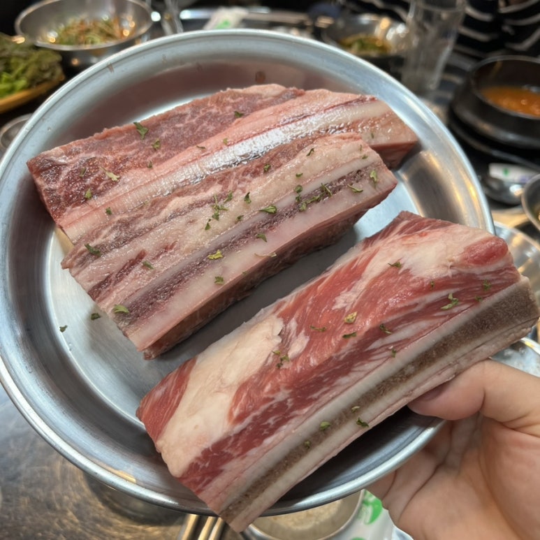 돗배갈매기 이미지