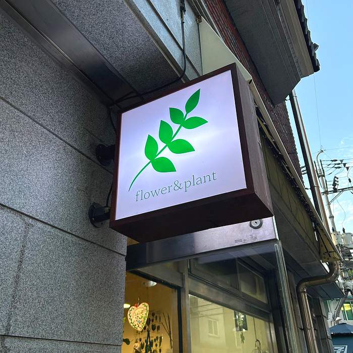 파쳄플라워 이미지
