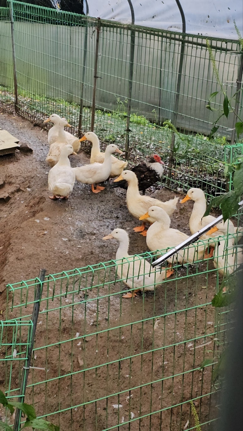 찬우물버섯농장 이미지