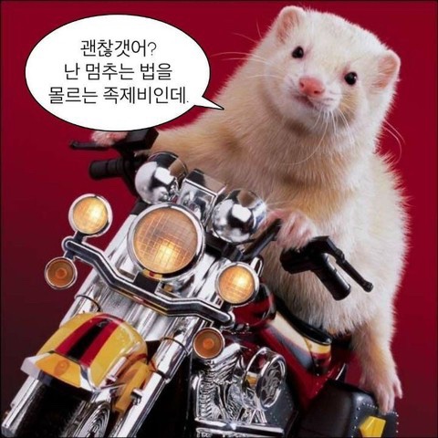 또와조아 이미지