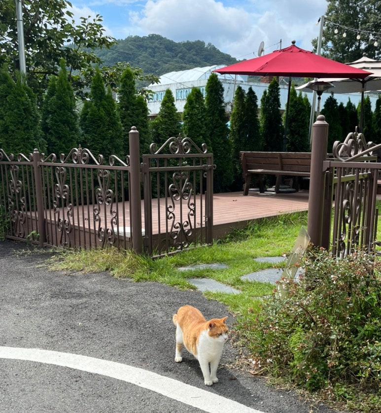까페펠리쓰 이미지