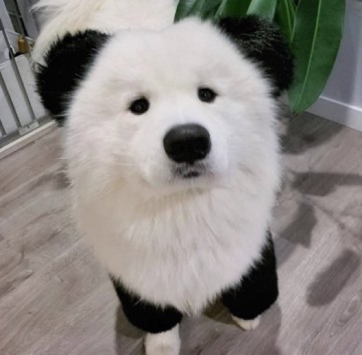 젠바오 이미지