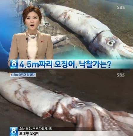 할매오징어 이미지