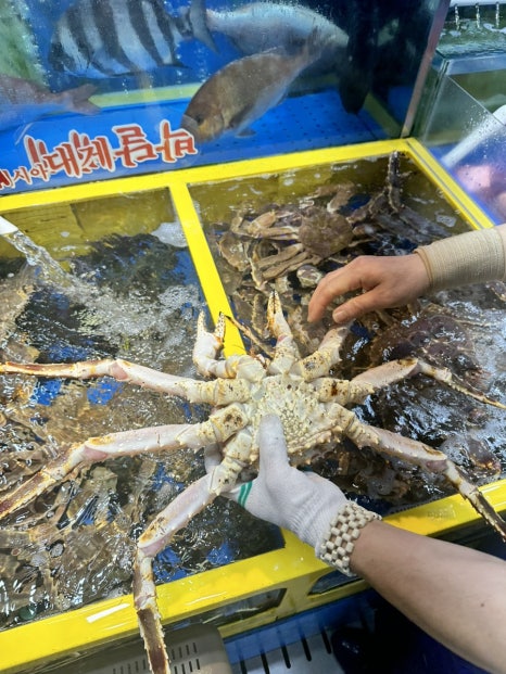 대어나라 이미지