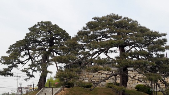 송화목재 이미지