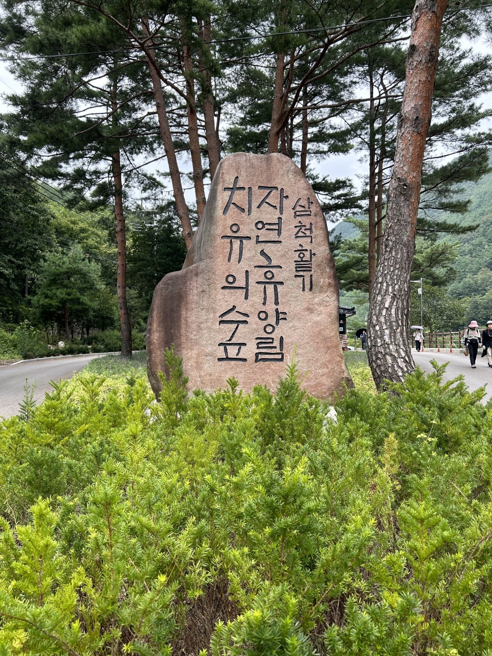 삼척 활기 치유의 숲 이미지
