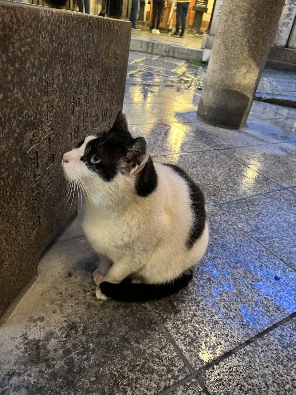 스시타누키 이미지