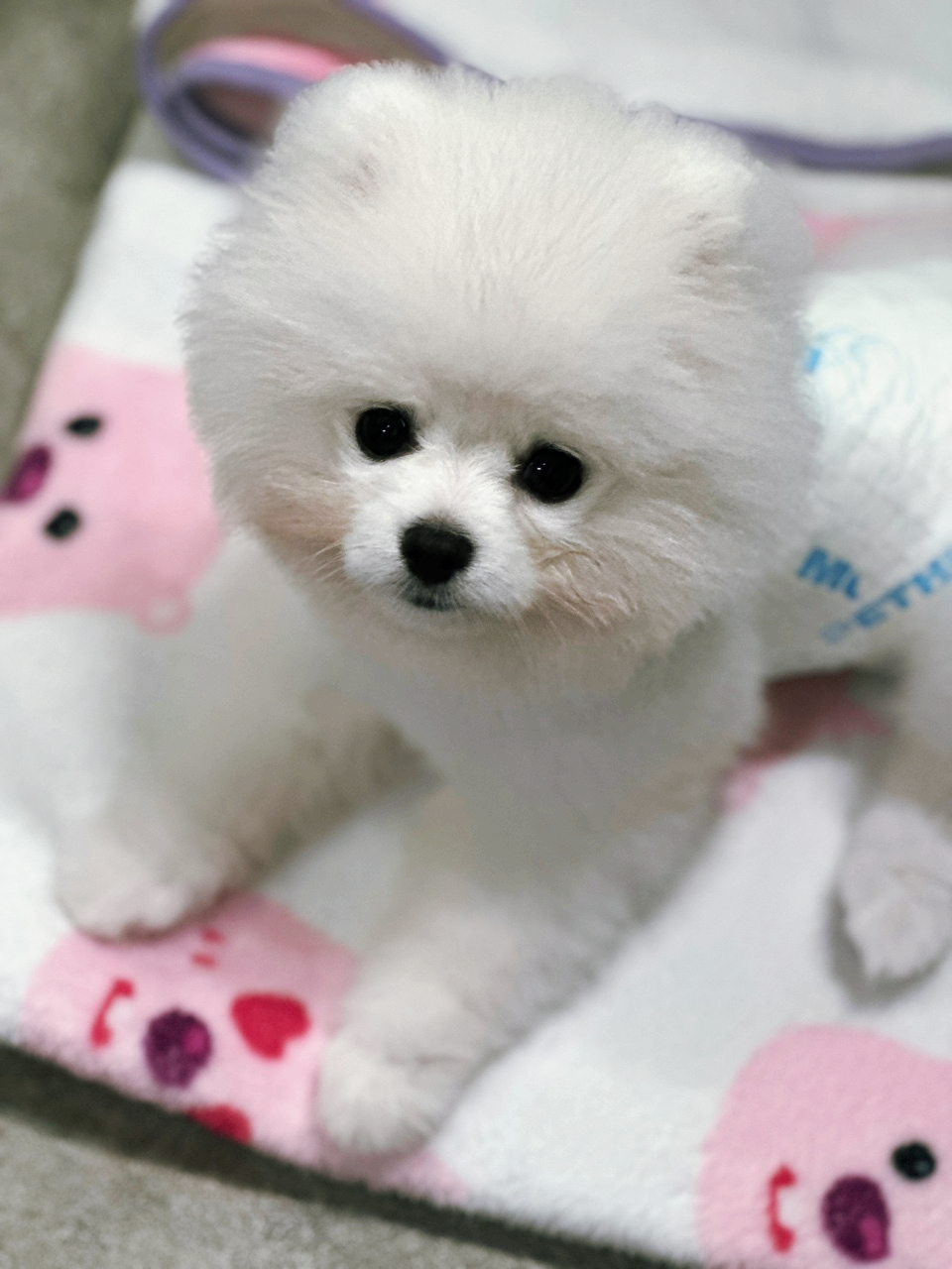 롯데리아신제주점 이미지