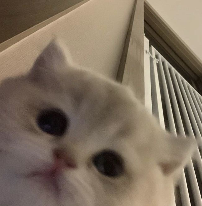 랑데뷰 이미지