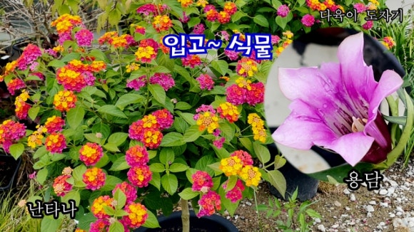 남사물향기야생화 이미지