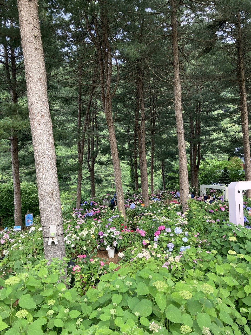아침고요수목원 수국, 서울 근교 당일치기 여행 코스