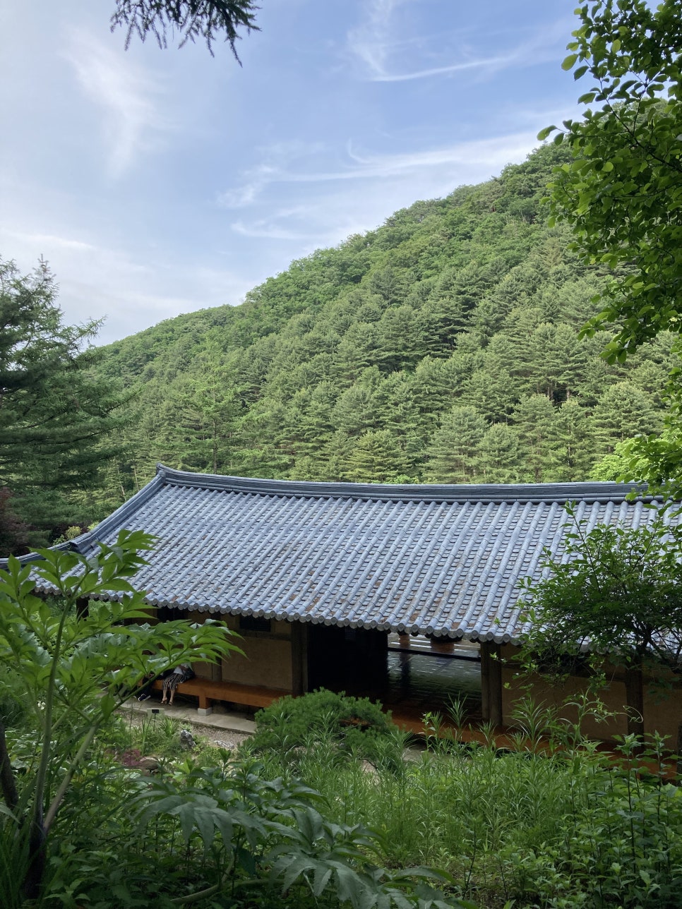 아침고요수목원 수국, 서울 근교 당일치기 여행 코스 — 사진 14