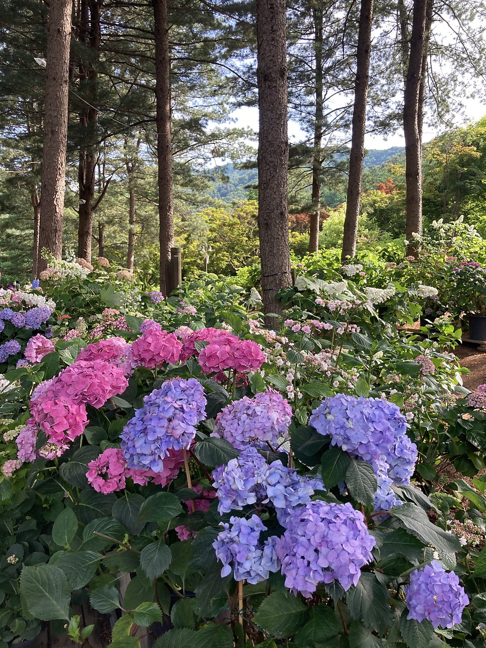아침고요수목원 수국, 서울 근교 당일치기 여행 코스 — 사진 3