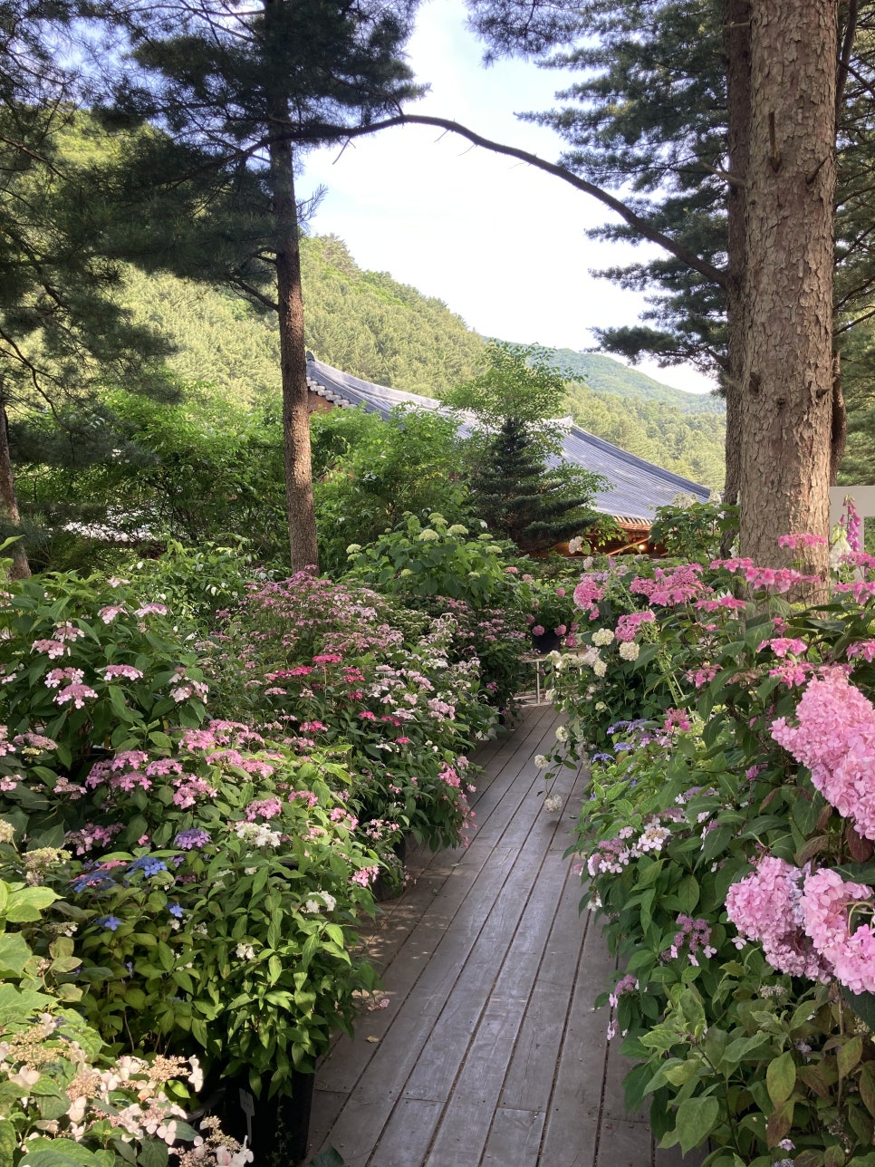 아침고요수목원 수국, 서울 근교 당일치기 여행 코스 — 사진 7