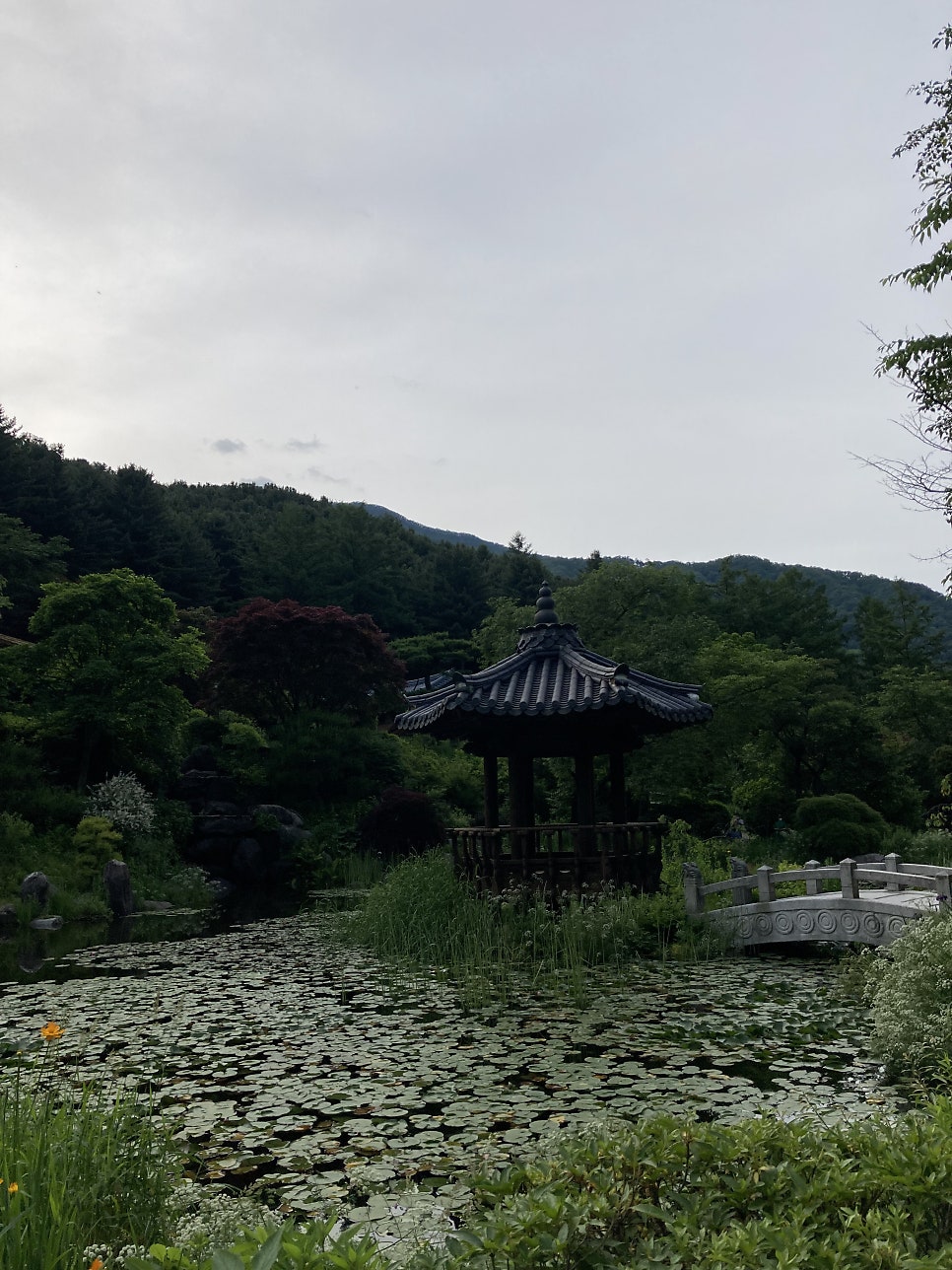 아침고요수목원 수국, 서울 근교 당일치기 여행 코스 — 사진 12