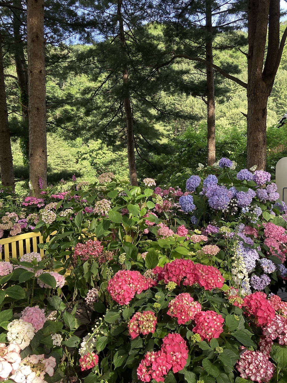 아침고요수목원 수국, 서울 근교 당일치기 여행 코스 — 사진 6